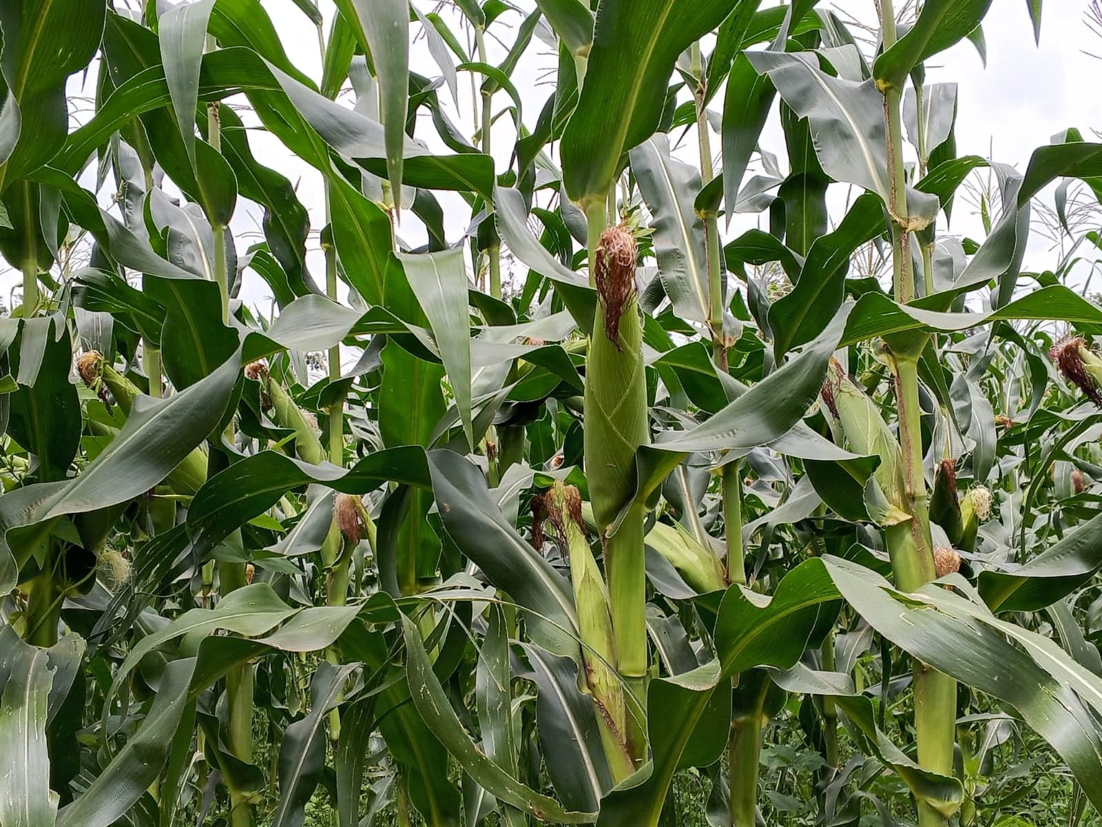 Maize planting